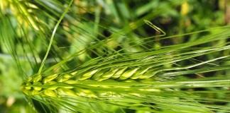 Zelený ječmen a hubnutí